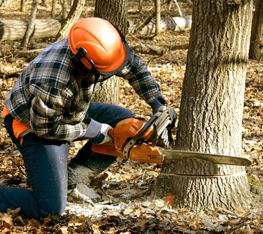 Tree Removal in Stringer, MS